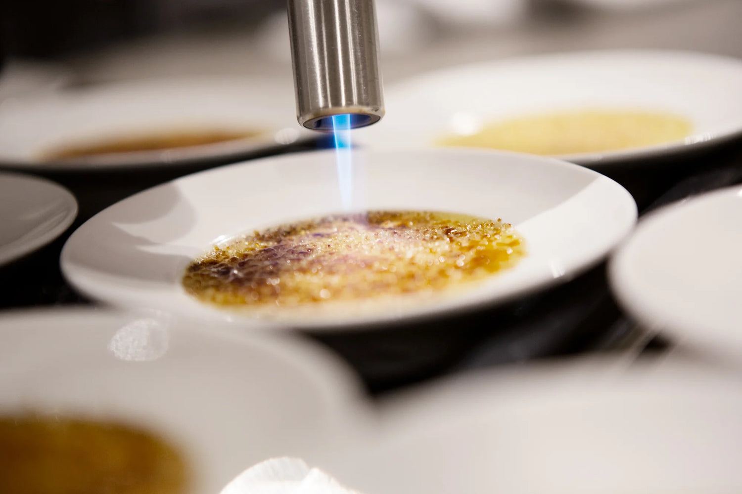 Exxent Handsalamander